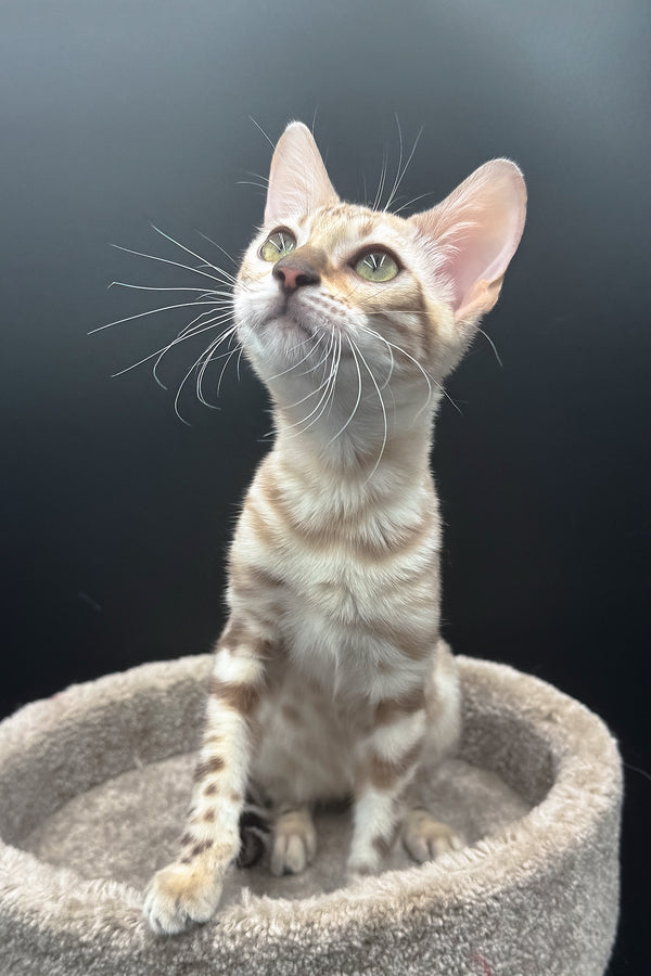 Dora | Bengal Kitten