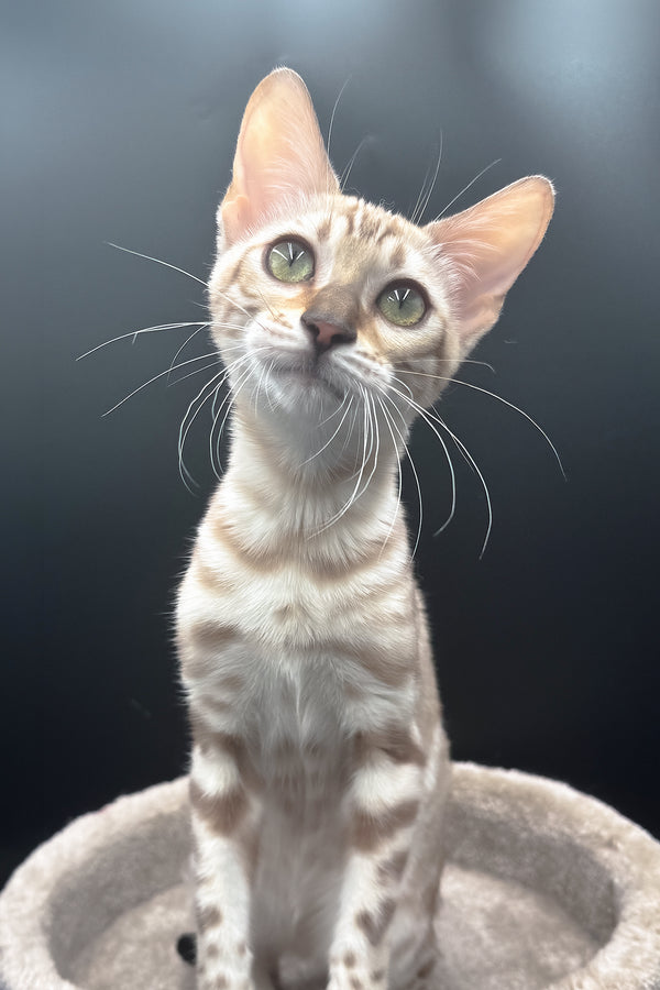 Dora | Bengal Kitten