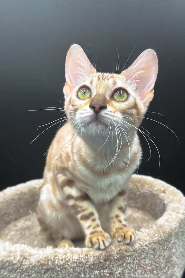 Dora | Bengal Kitten