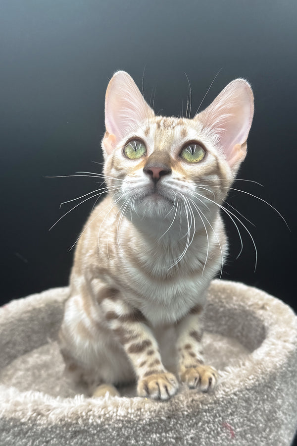 Dora | Bengal Kitten