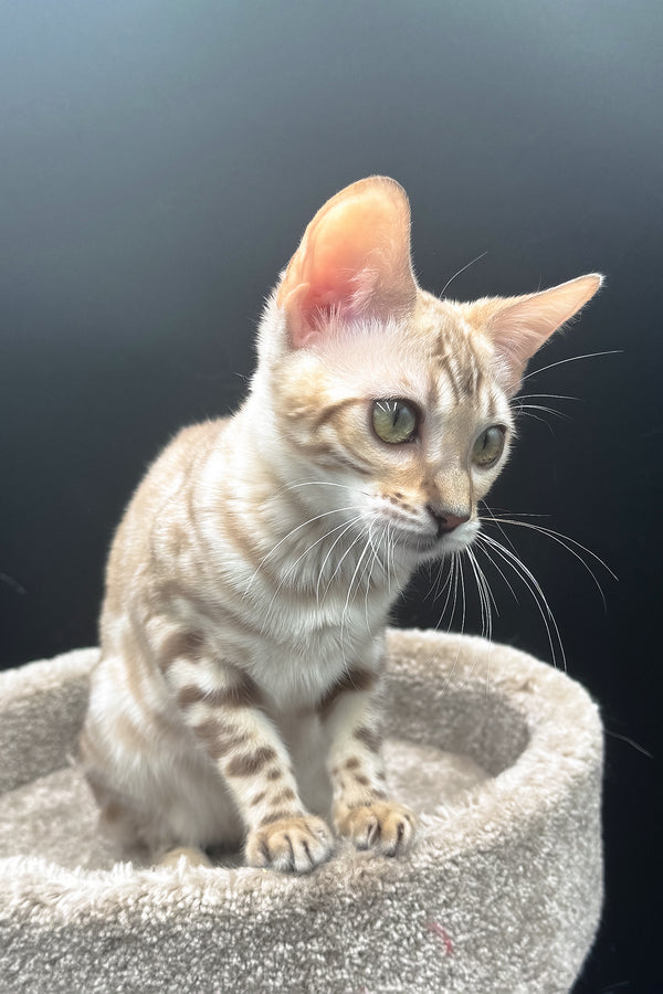 Dora | Bengal Kitten