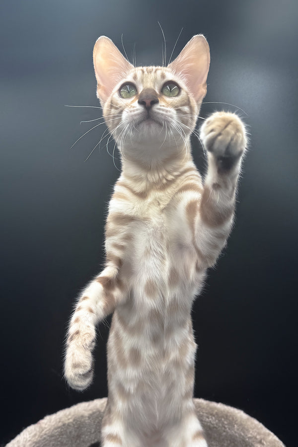 Dora | Bengal Kitten