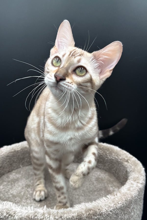 Dora | Bengal Kitten