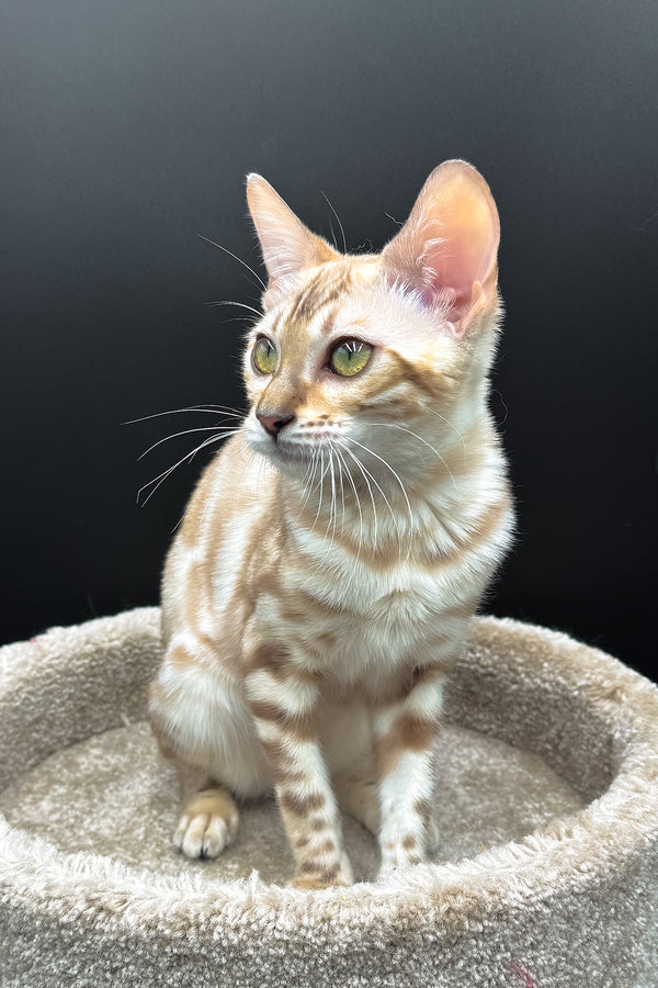 Dora | Bengal Kitten