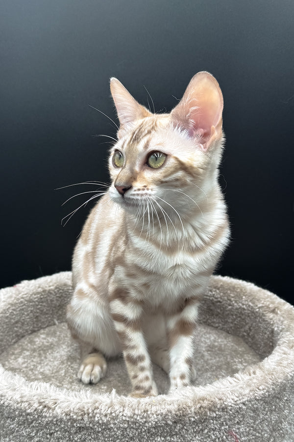Dora | Bengal Kitten