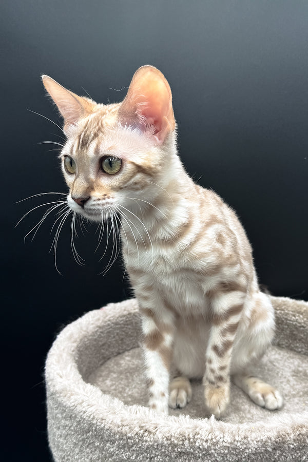 Dora | Bengal Kitten