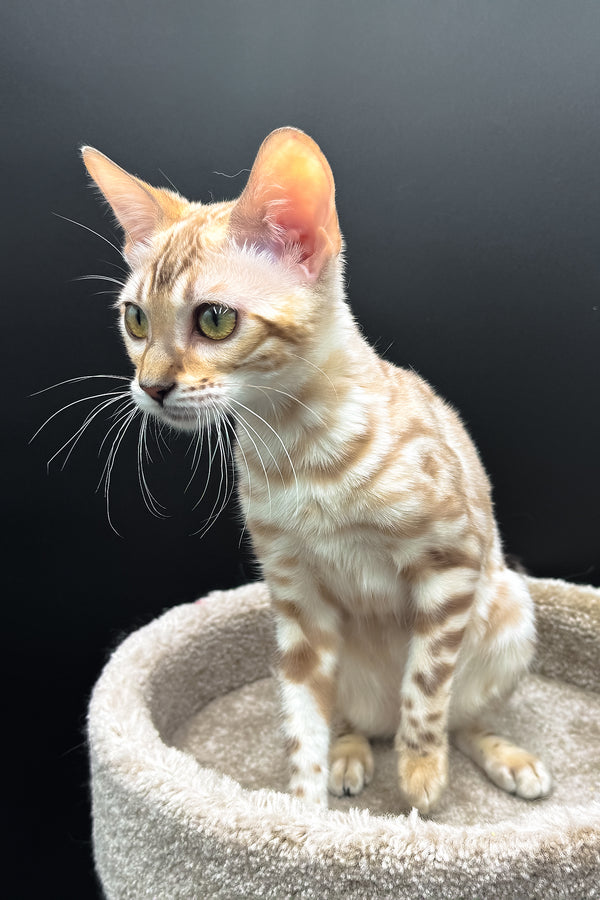 Dora | Bengal Kitten