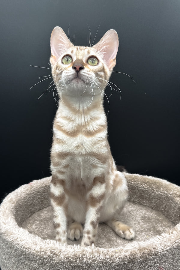 Dora | Bengal Kitten