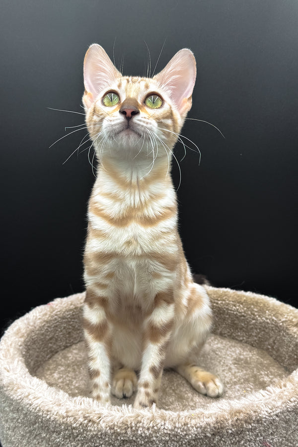 Dora | Bengal Kitten