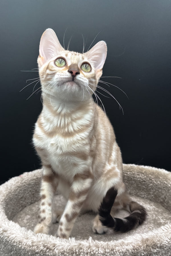 Dora | Bengal Kitten