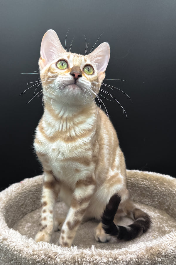 Dora | Bengal Kitten