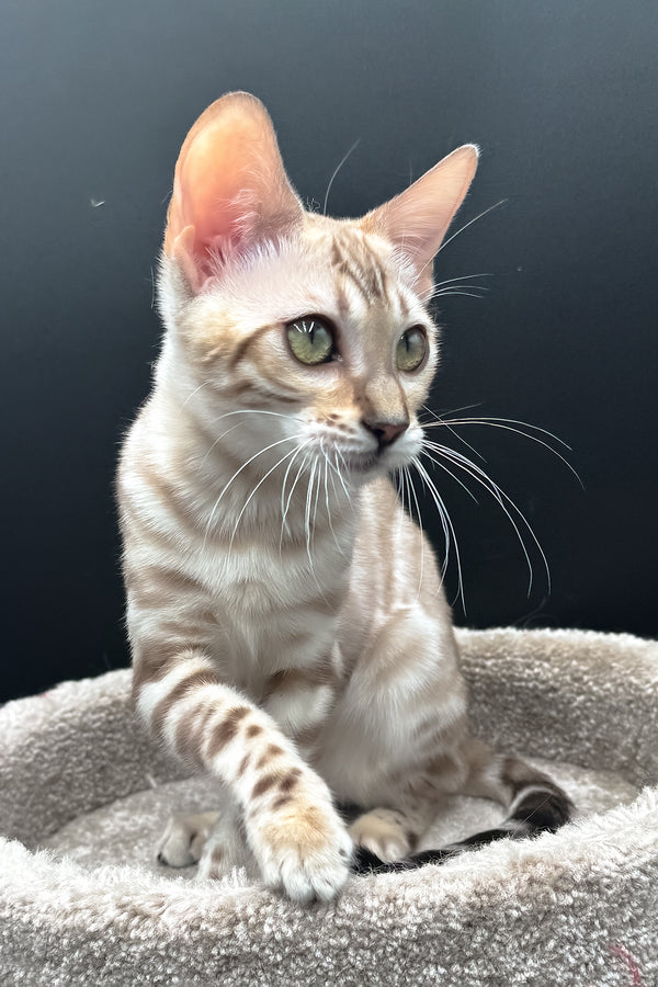 Dora | Bengal Kitten