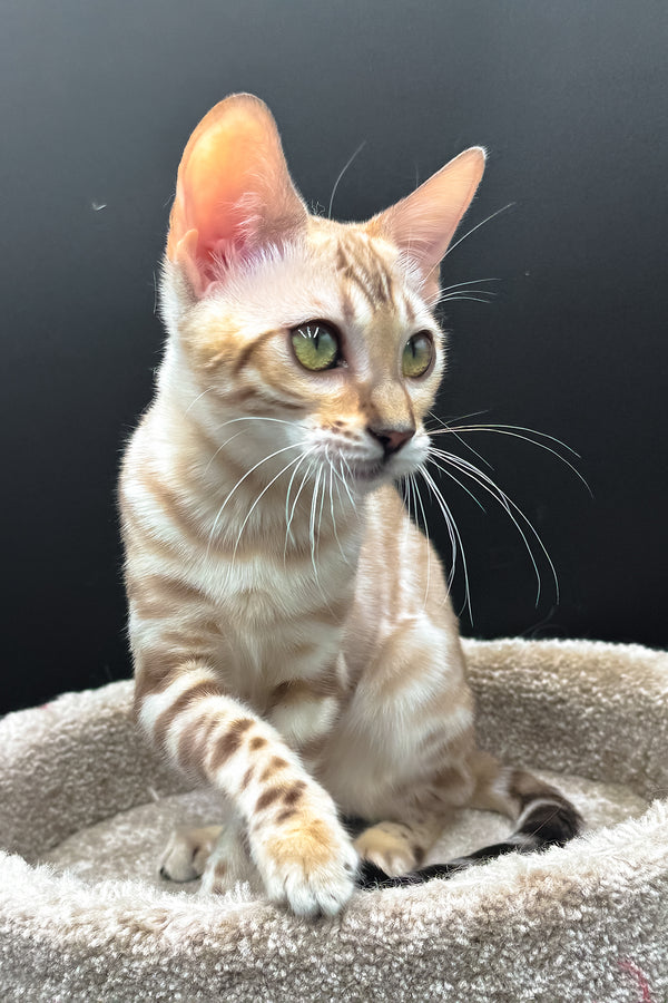 Dora | Bengal Kitten