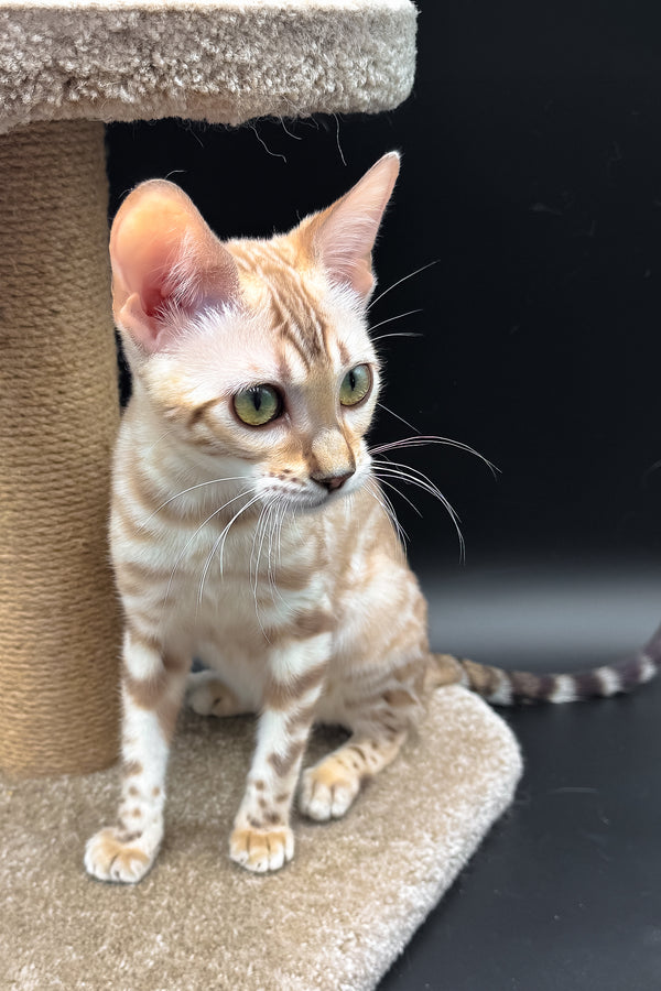 Dora | Bengal Kitten