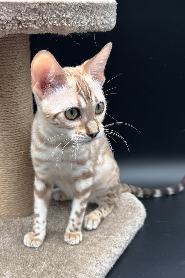 Dora | Bengal Kitten