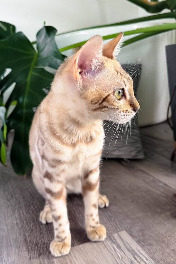 Dora | Bengal Kitten