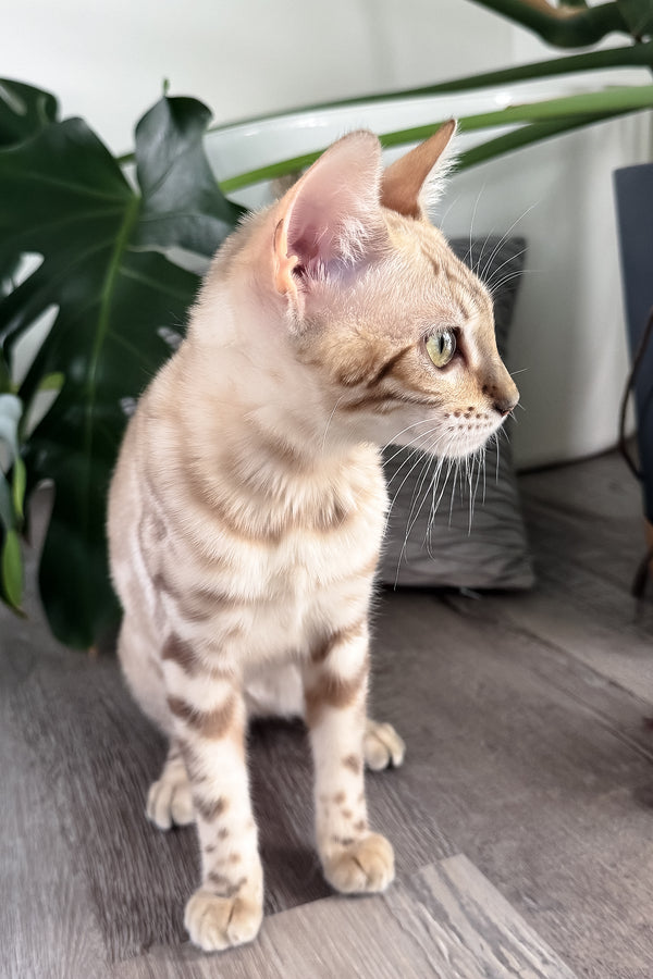 Dora | Bengal Kitten