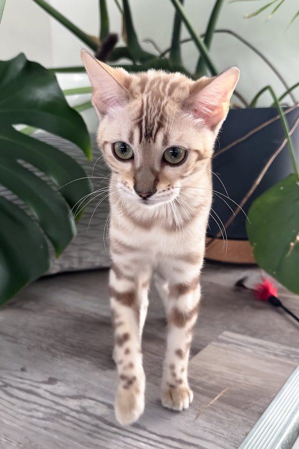 Dora | Bengal Kitten