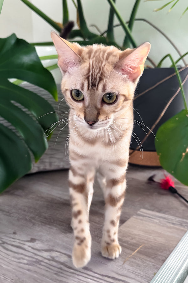Dora | Bengal Kitten
