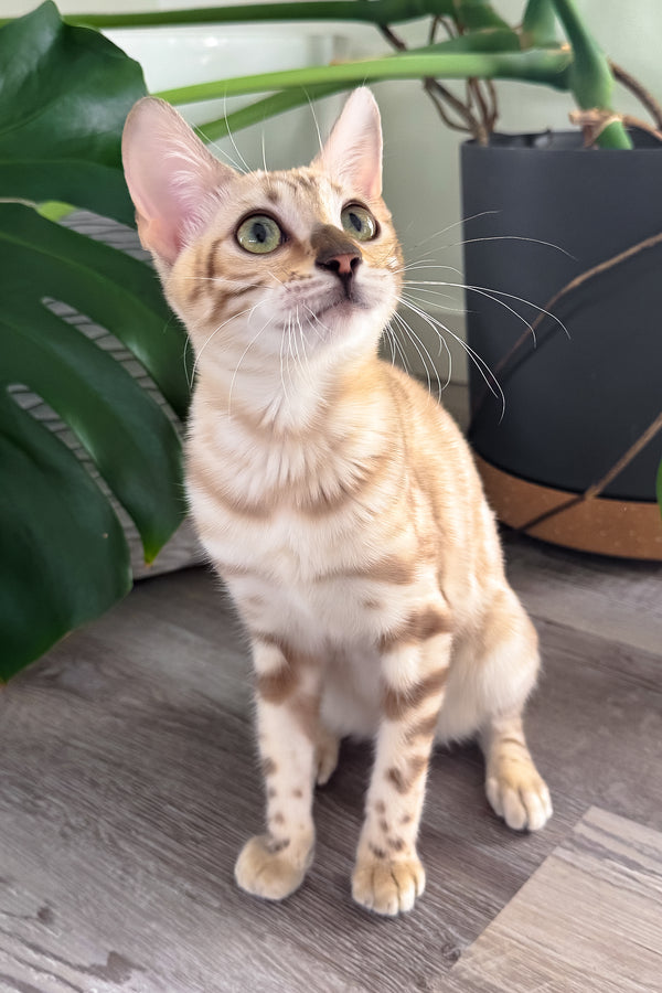 Dora | Bengal Kitten