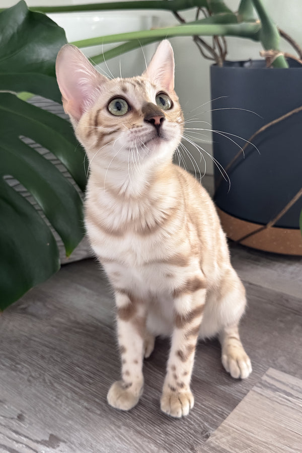 Dora | Bengal Kitten