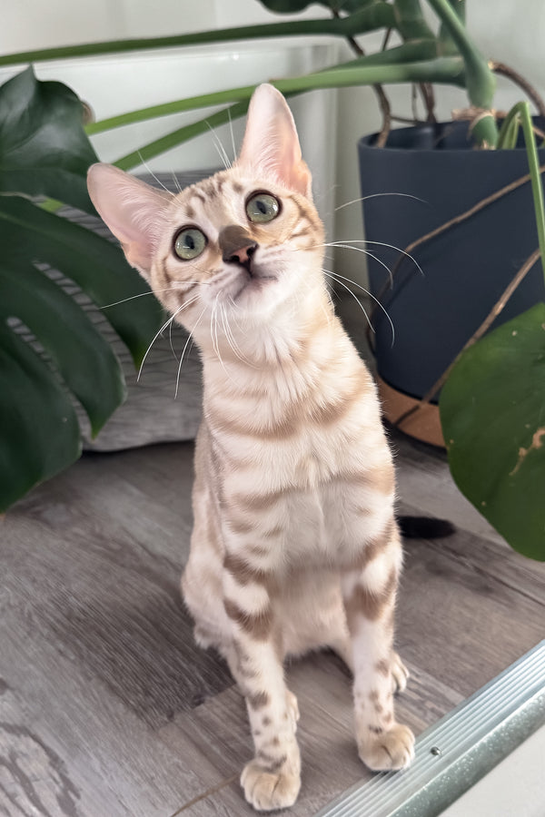 Dora | Bengal Kitten