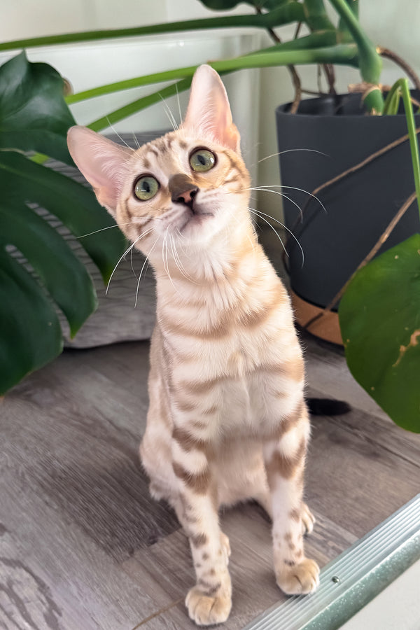 Dora | Bengal Kitten