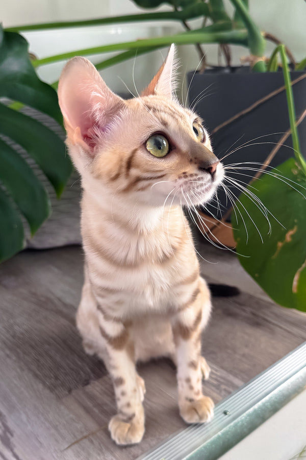 Dora | Bengal Kitten