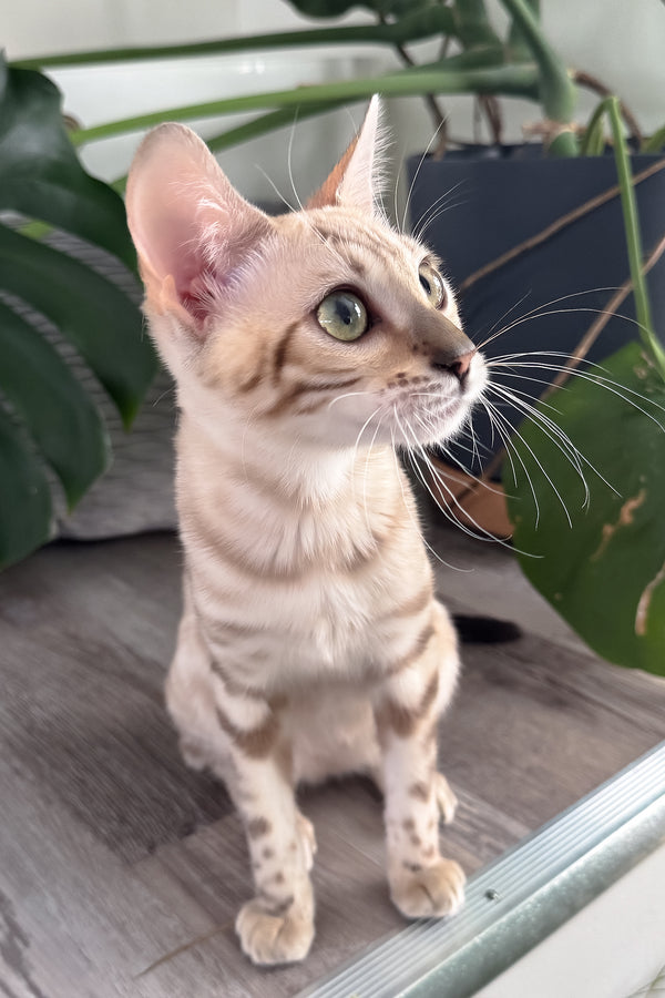 Dora | Bengal Kitten