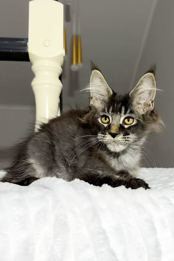Dorian | Maine Coon Kitten