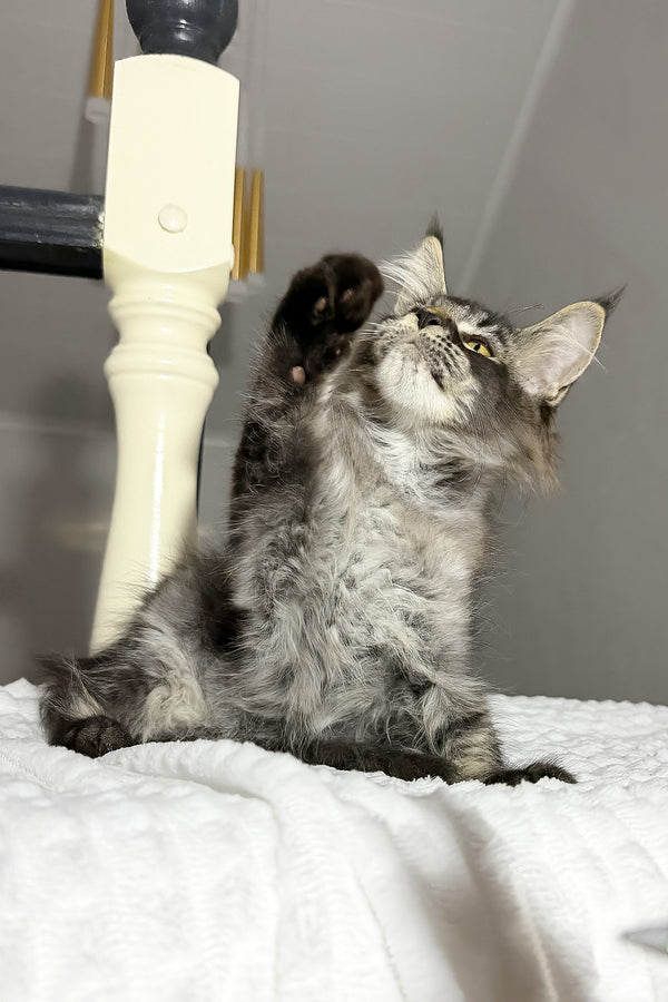 Dorian | Maine Coon Kitten