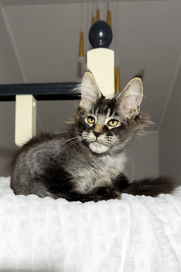 Dorian | Maine Coon Kitten
