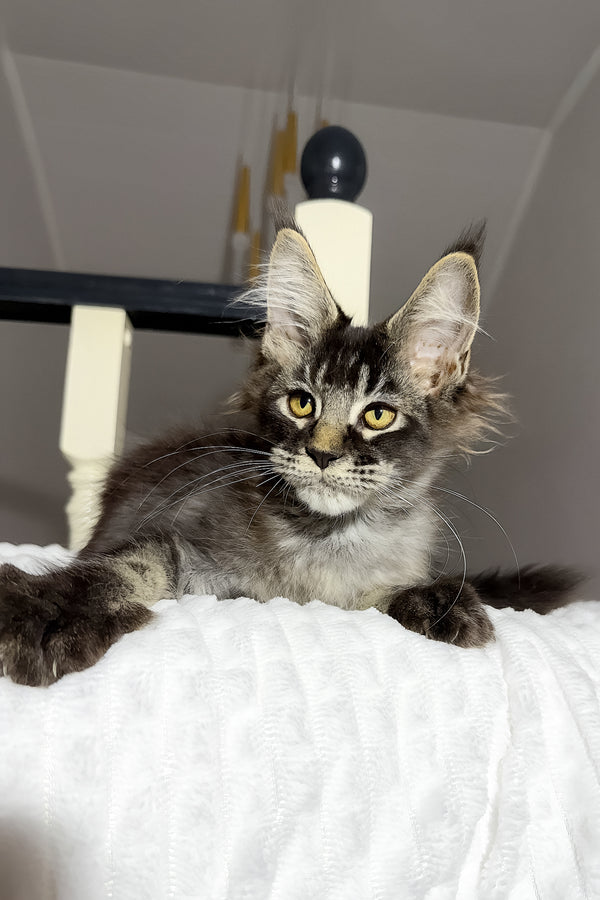 Dorian | Maine Coon Kitten