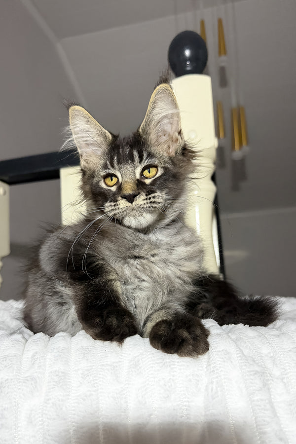 Dorian | Maine Coon Kitten