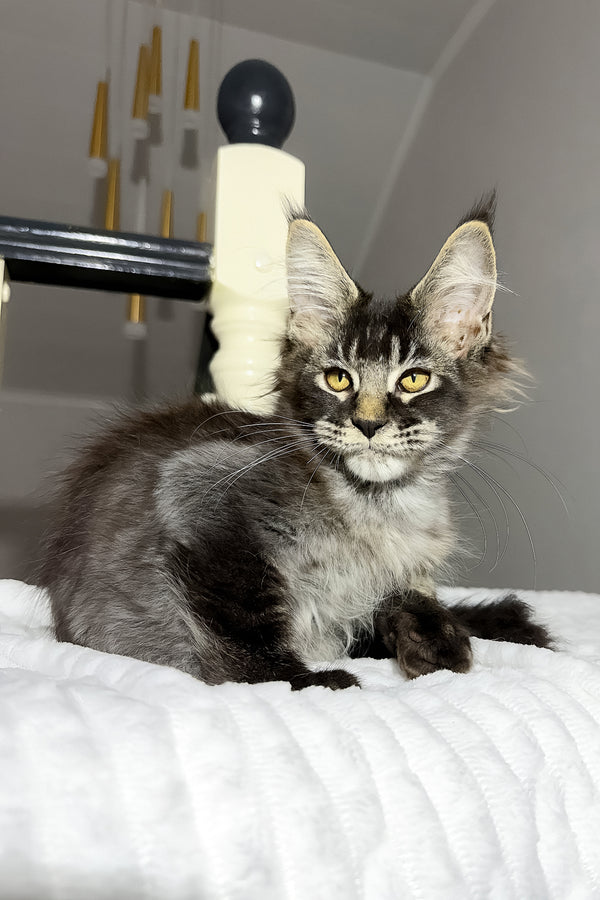 Dorian | Maine Coon Kitten