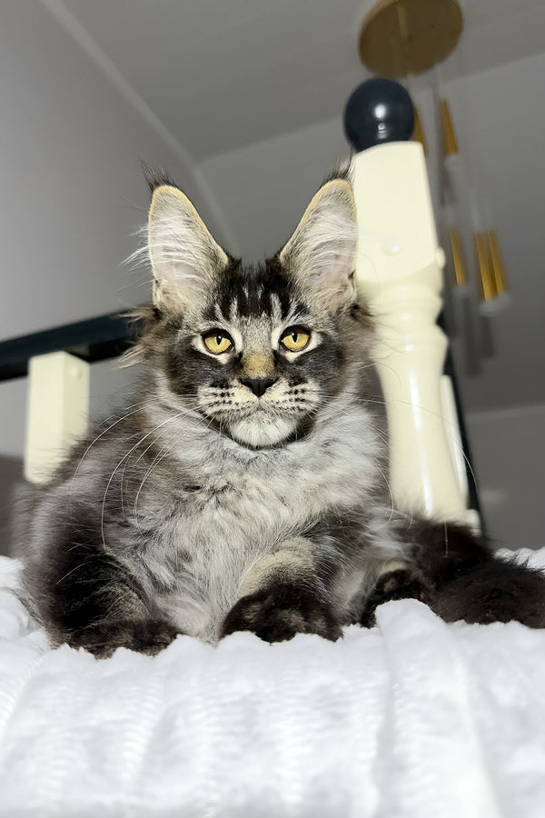 Dorian | Maine Coon Kitten