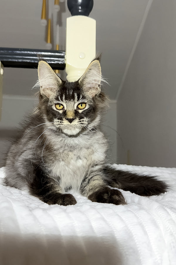 Dorian | Maine Coon Kitten