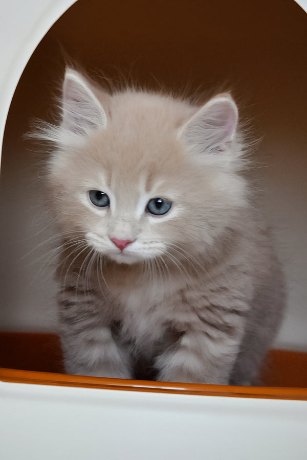 Dorofey | Siberian Kitten
