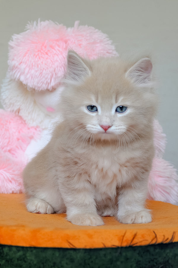 Dorofey | Siberian Kitten