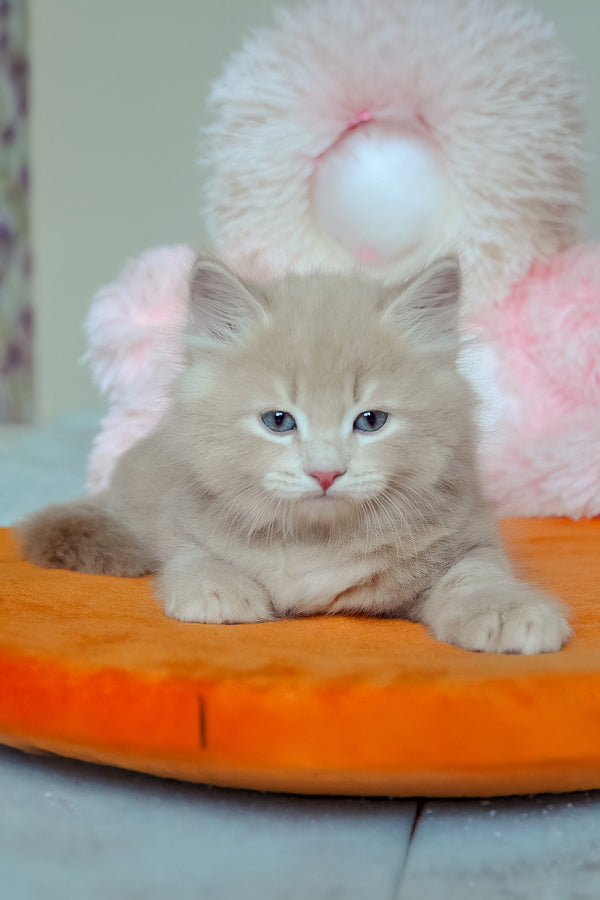 Dorofey | Siberian Kitten