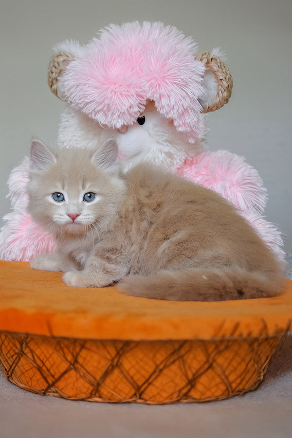Dorofey | Siberian Kitten