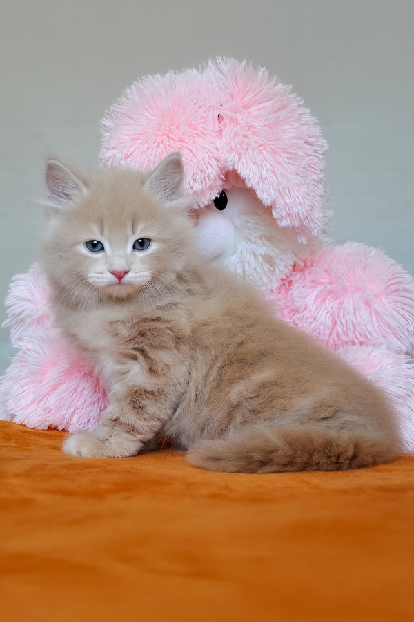 Dorofey | Siberian Kitten