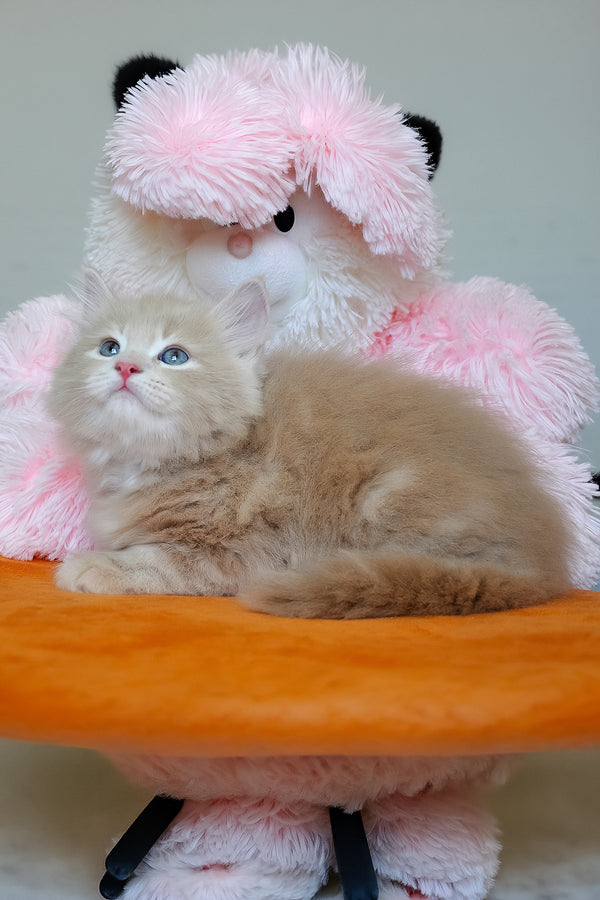 Dorofey | Siberian Kitten