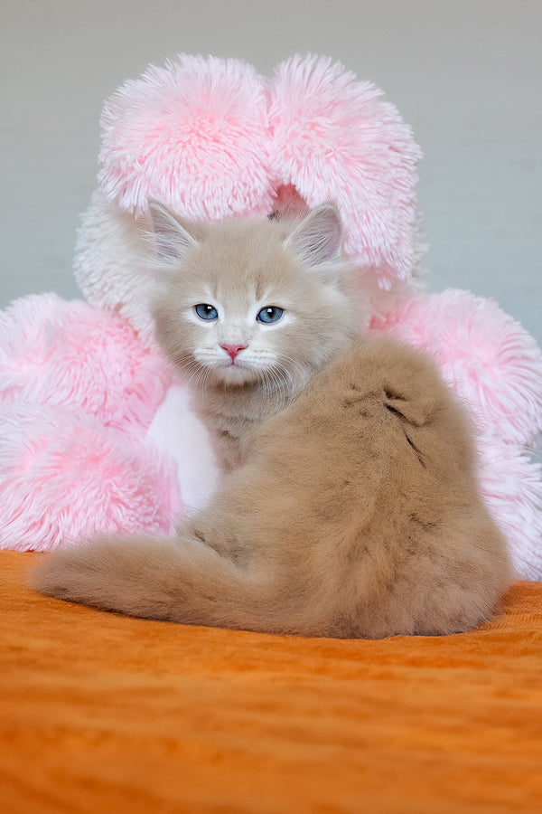 Dorofey | Siberian Kitten