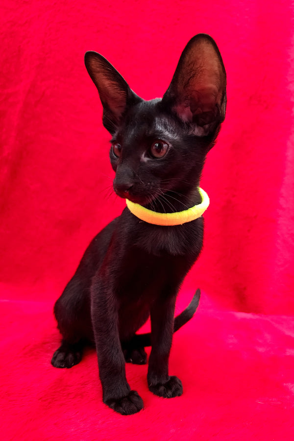Dorothy | Oriental Shorthair Kitten