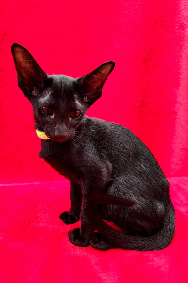 Dorothy | Oriental Shorthair Kitten