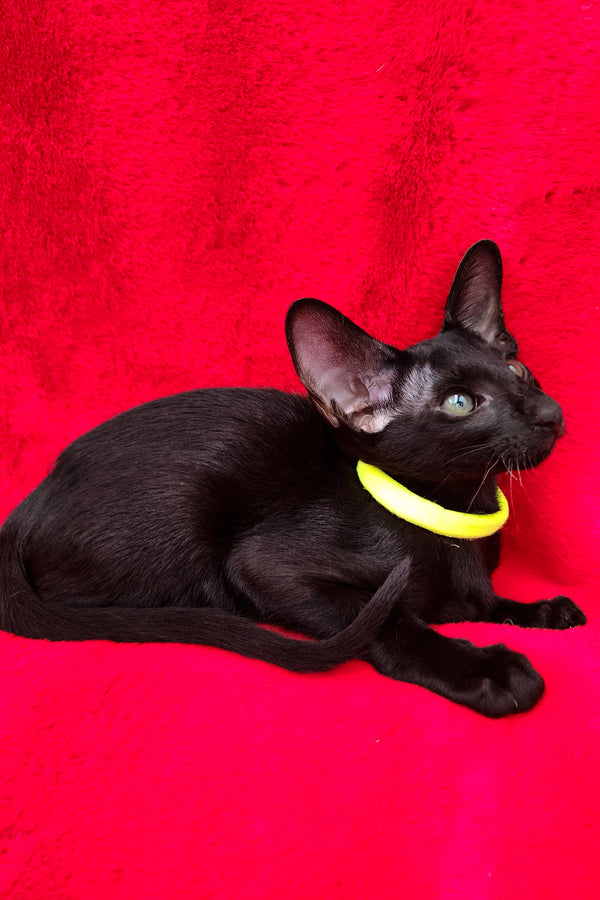 Dorothy | Oriental Shorthair Kitten