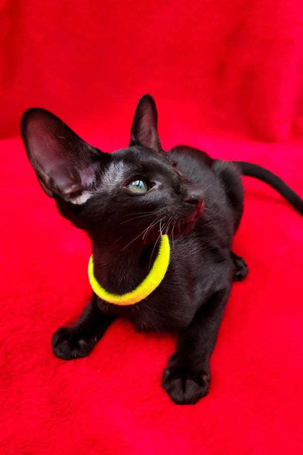 Dorothy | Oriental Shorthair Kitten