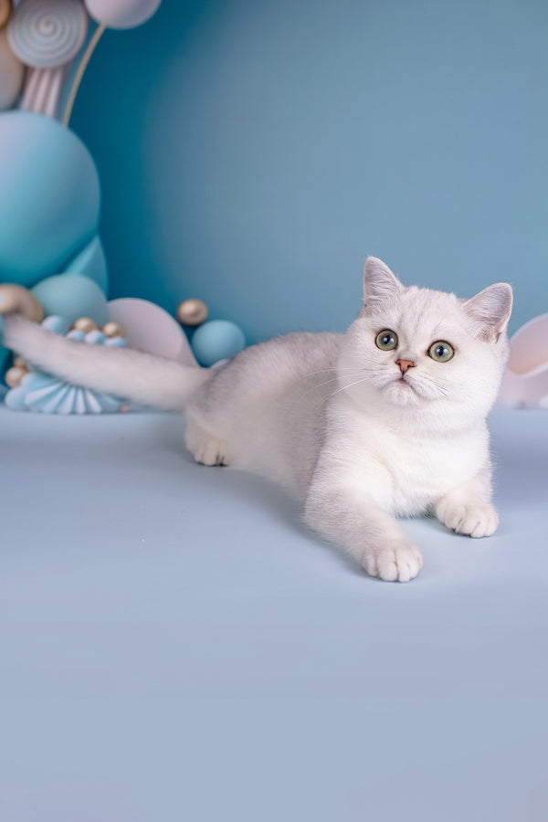 Dosia | British Shorthair Kitten