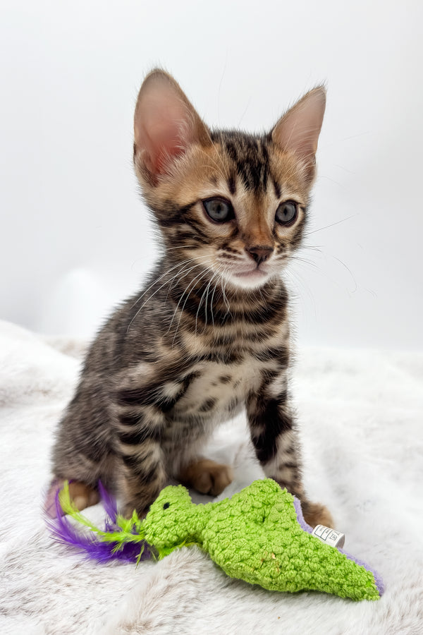 Dottie | Bengal Kitten